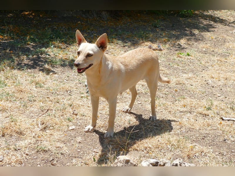 sanfte Frieda sucht nach ihrem glücklichen Zuhause
