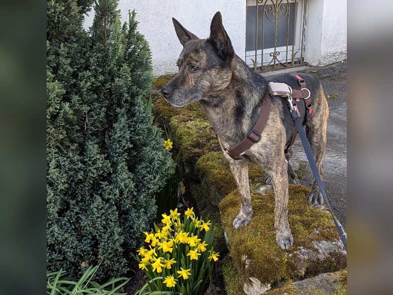 liebster Cuba in 72124 Pliezhausen auf einer Pflegestelle sucht sein Zuhause