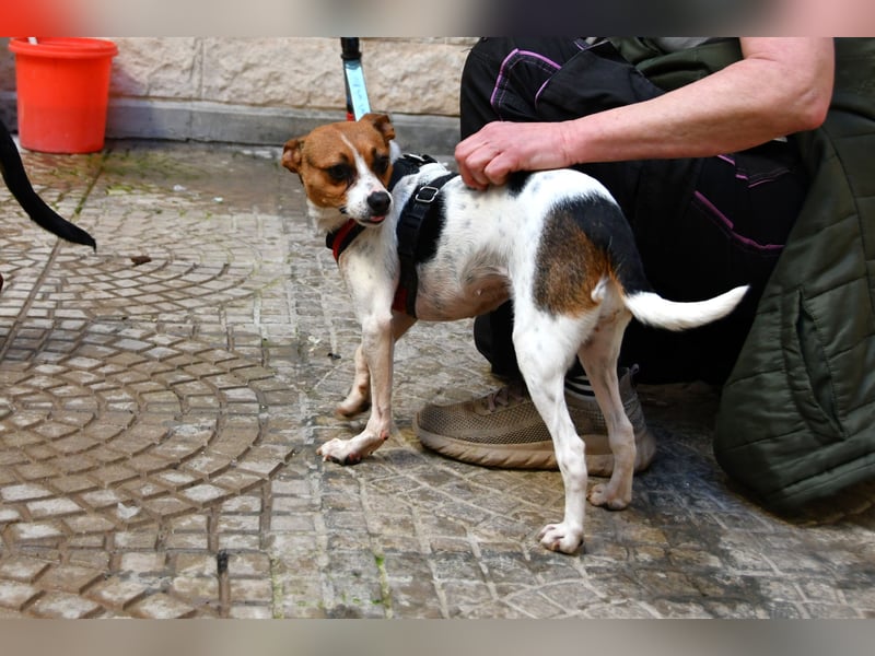 Lulú sucht ihr Zuhause für immer