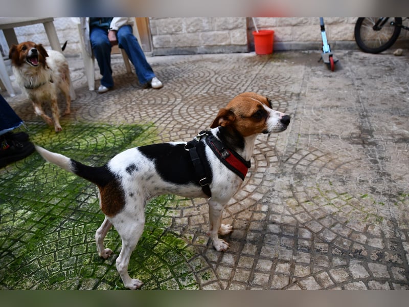 Lulú sucht ihr Zuhause für immer