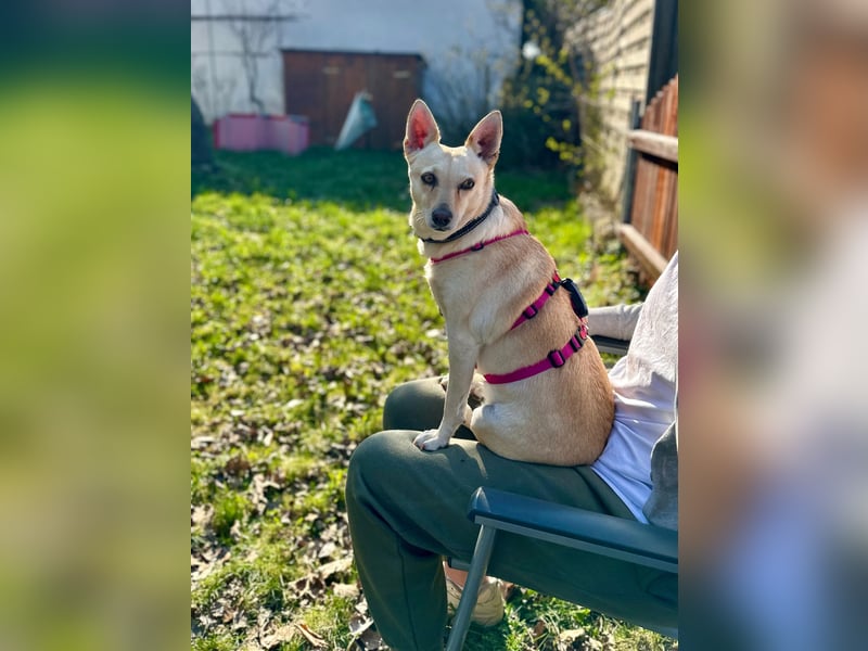 sensible Frieda auf Pflegestelle in 87754 Kammlach sucht ihr Zuhause