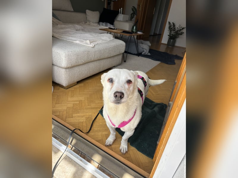 liebe Gloria in 88356 Ostrach auf Pflegestelle sucht ihr Zuhause für immer