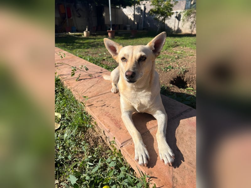 sanfte Frieda sucht nach ihrem glücklichen Zuhause