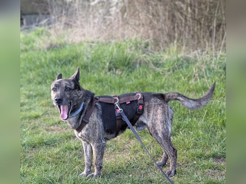 liebster Cuba in 72124 Pliezhausen auf einer Pflegestelle sucht sein Zuhause