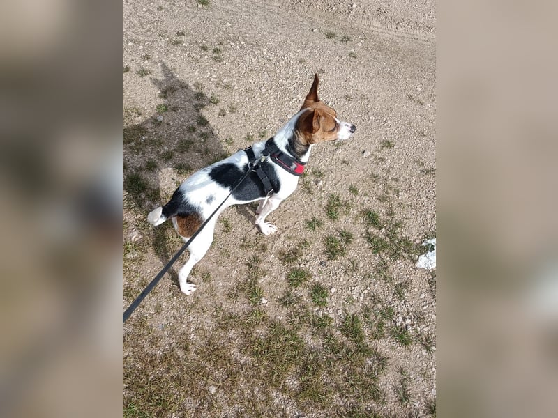 Lulú sucht ihr Zuhause für immer