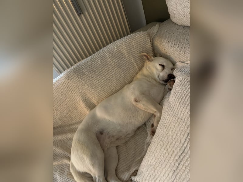 liebe Gloria in 88356 Ostrach auf Pflegestelle sucht ihr Zuhause für immer