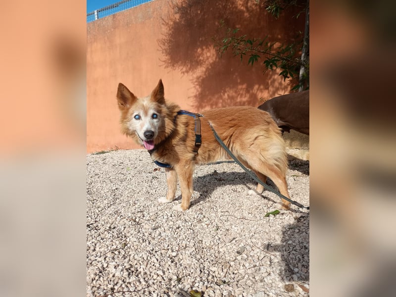 süßer Mario wünscht sich sein Zuhause