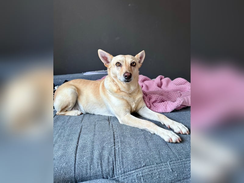 sensible Frieda auf Pflegestelle in 87754 Kammlach sucht ihr Zuhause