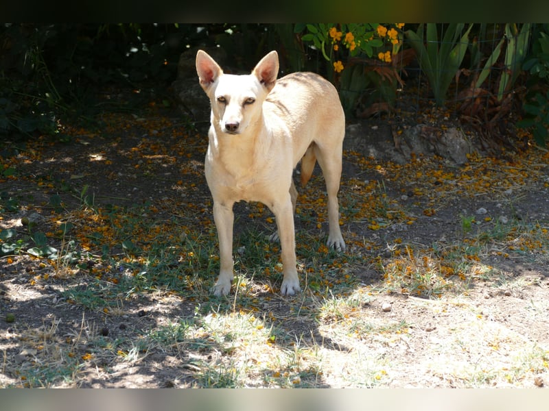 sanfte Frieda sucht nach ihrem glücklichen Zuhause