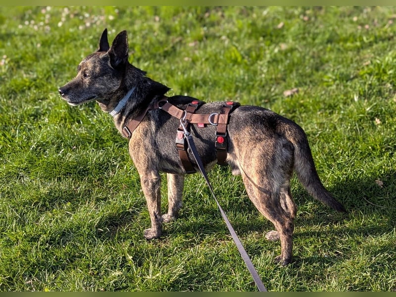 liebster Cuba in 72124 Pliezhausen auf einer Pflegestelle sucht sein Zuhause