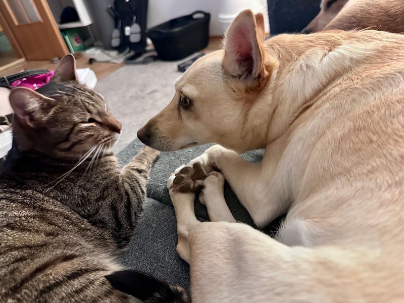 sensible Frieda auf Pflegestelle in 87754 Kammlach sucht ihr Zuhause