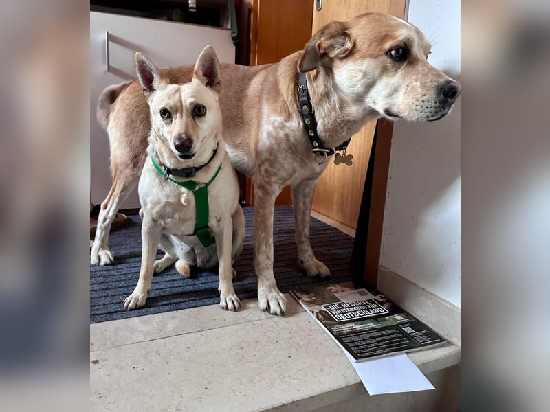 sensible Frieda auf Pflegestelle in 87754 Kammlach sucht ihr Zuhause