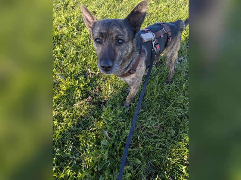 liebster Cuba in 72124 Pliezhausen auf einer Pflegestelle sucht sein Zuhause