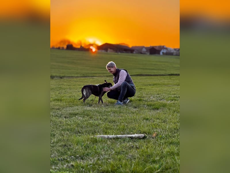 liebster Cuba in 72124 Pliezhausen auf einer Pflegestelle sucht sein Zuhause