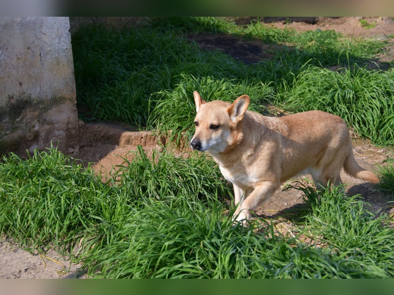 Cookie wünscht sich sein Zuhause für immer