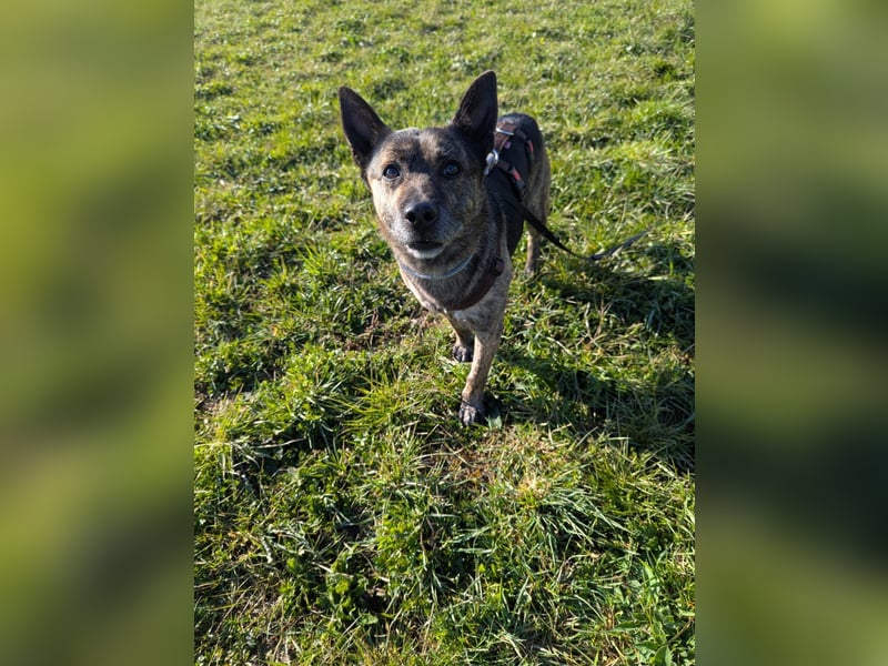 liebster Cuba in 72124 Pliezhausen auf einer Pflegestelle sucht sein Zuhause