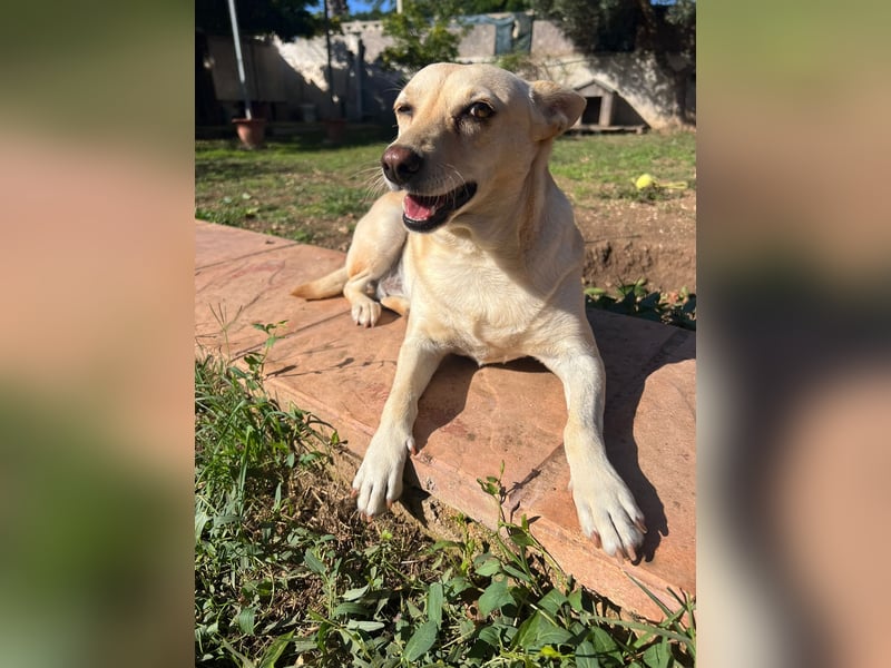 sanfte Frieda sucht nach ihrem glücklichen Zuhause