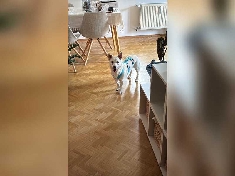 liebe Gloria in 88356 Ostrach auf Pflegestelle sucht ihr Zuhause für immer