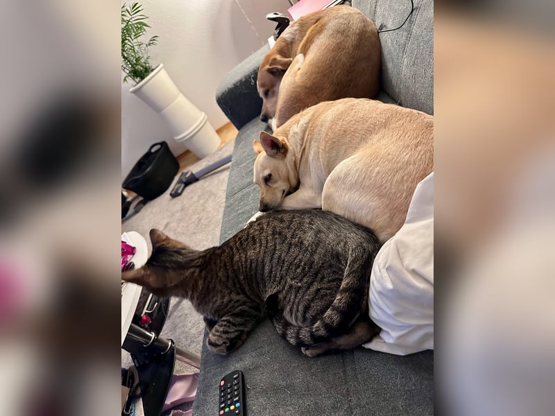 sensible Frieda auf Pflegestelle in 87754 Kammlach sucht ihr Zuhause