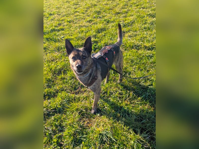 liebster Cuba in 72124 Pliezhausen auf einer Pflegestelle sucht sein Zuhause