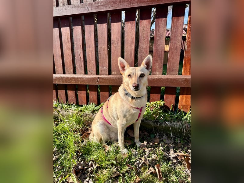 sensible Frieda auf Pflegestelle in 87754 Kammlach sucht ihr Zuhause