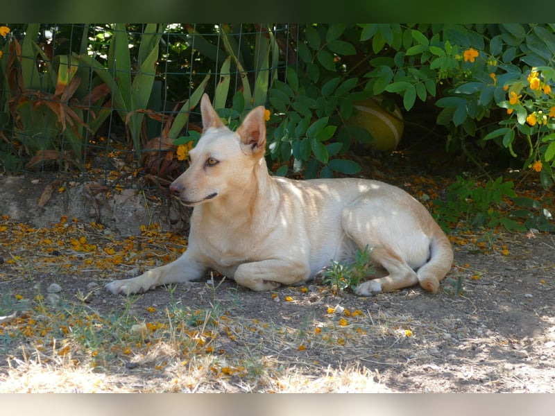 sanfte Frieda sucht nach ihrem glücklichen Zuhause