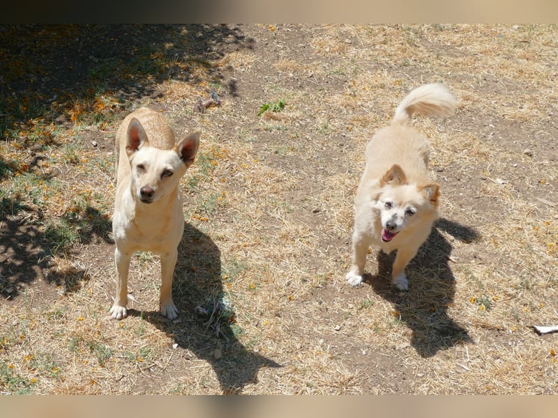 sanfte Frieda sucht nach ihrem glücklichen Zuhause