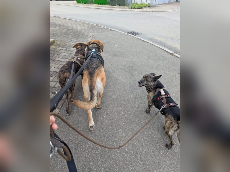 liebster Cuba in 72124 Pliezhausen auf einer Pflegestelle sucht sein Zuhause