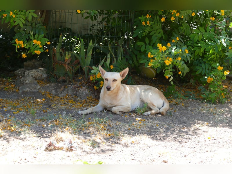 sanfte Frieda sucht nach ihrem glücklichen Zuhause