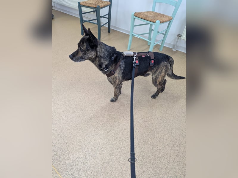 liebster Cuba in 72124 Pliezhausen auf einer Pflegestelle sucht sein Zuhause