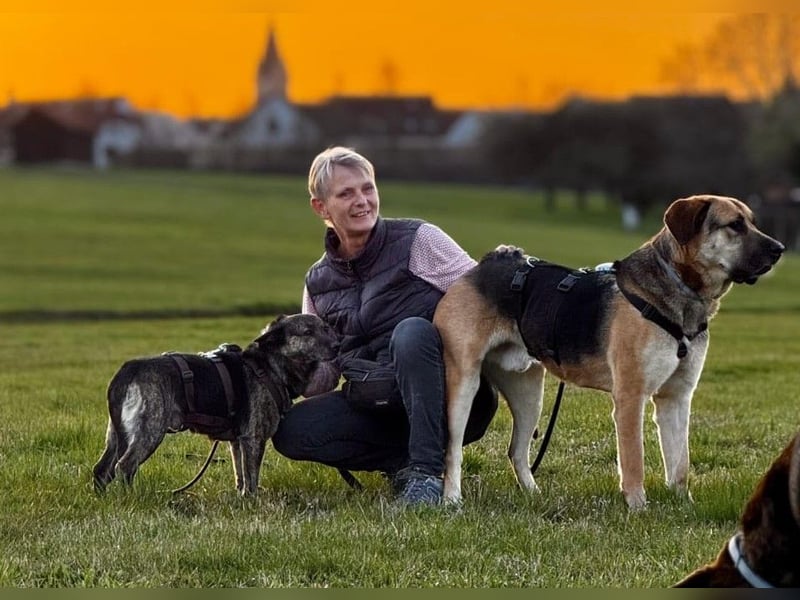 liebster Cuba in 72124 Pliezhausen auf einer Pflegestelle sucht sein Zuhause