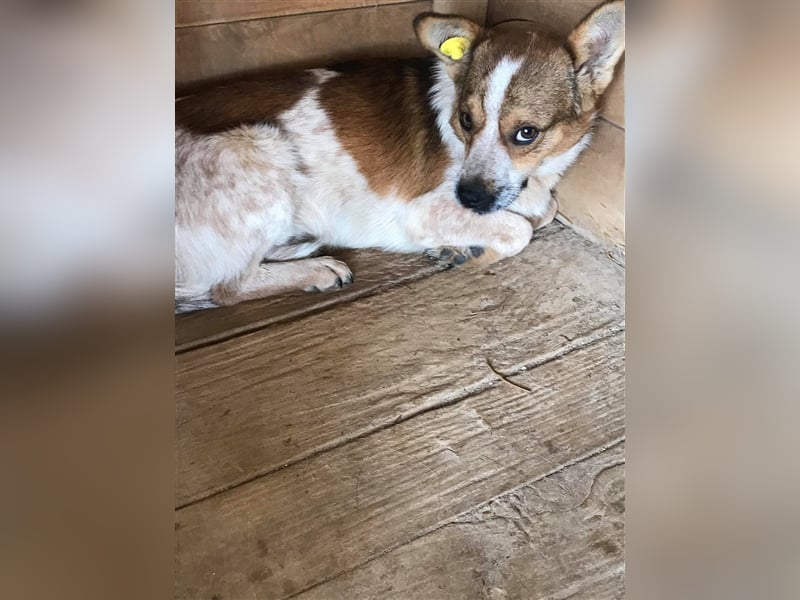 Der ängstliche Lucky sucht ein Zuhause oder eine Pflegestelle!