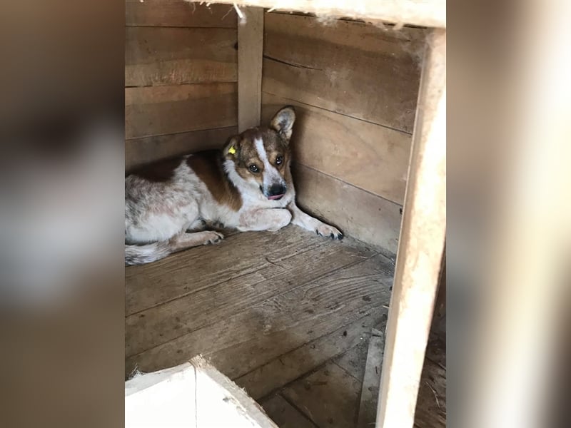 Der ängstliche Lucky sucht ein Zuhause oder eine Pflegestelle!