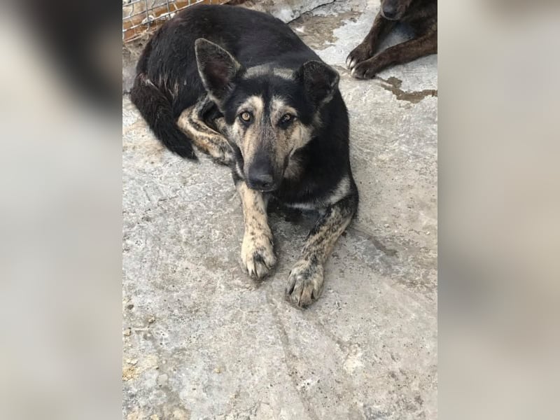 Der scheue Damian sucht ein Zuhause oder eine Pflegestelle!