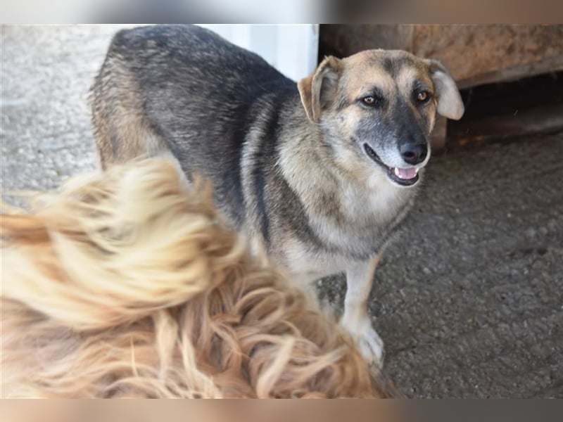 Freundliche Hündin Dee sucht Familie  