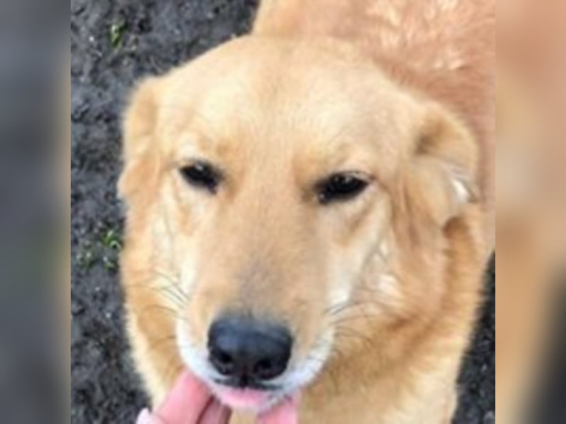 Die noch unsichere Amber sucht ein Zuhause oder eine Pflegestelle!