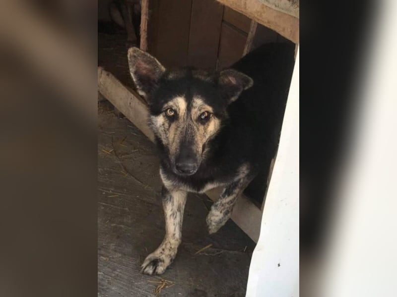 Der scheue Damian sucht ein Zuhause oder eine Pflegestelle!