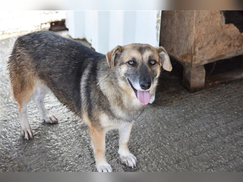 Freundliche Hündin Dee sucht Familie  