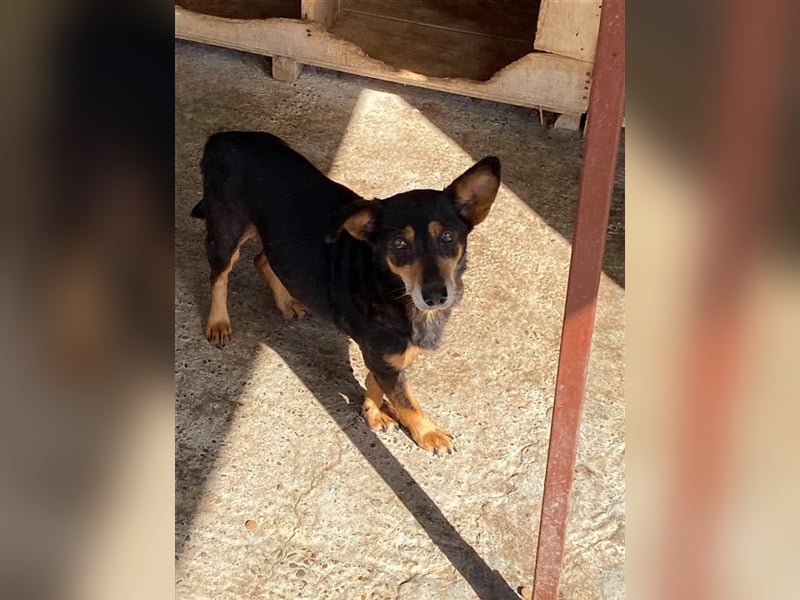 Die ängstliche Peyton sucht ein Zuhause oder eine Pflegestelle!