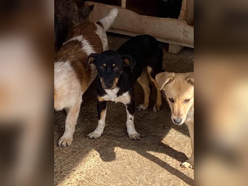 Der ängstliche Skittles sucht ein Zuhause oder eine Pflegestelle!