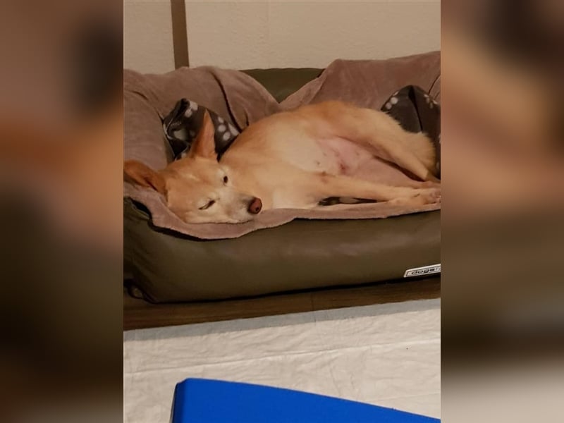 Hündin Funny sucht eine Familie