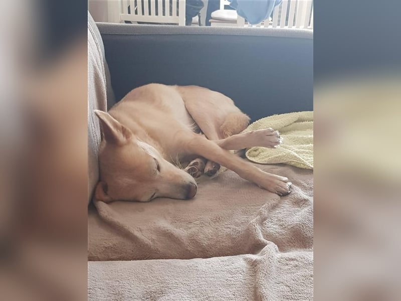 Hündin Funny sucht eine Familie