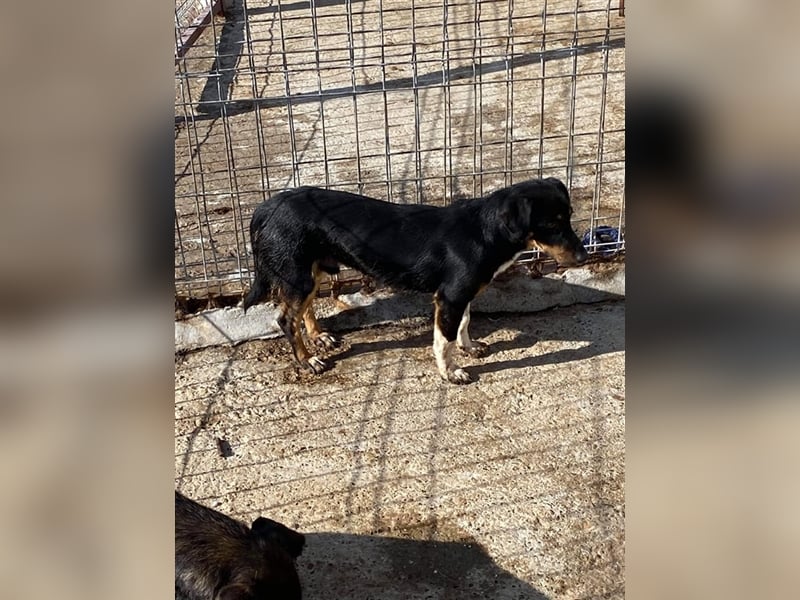 Der ängstliche Skittles sucht ein Zuhause oder eine Pflegestelle!