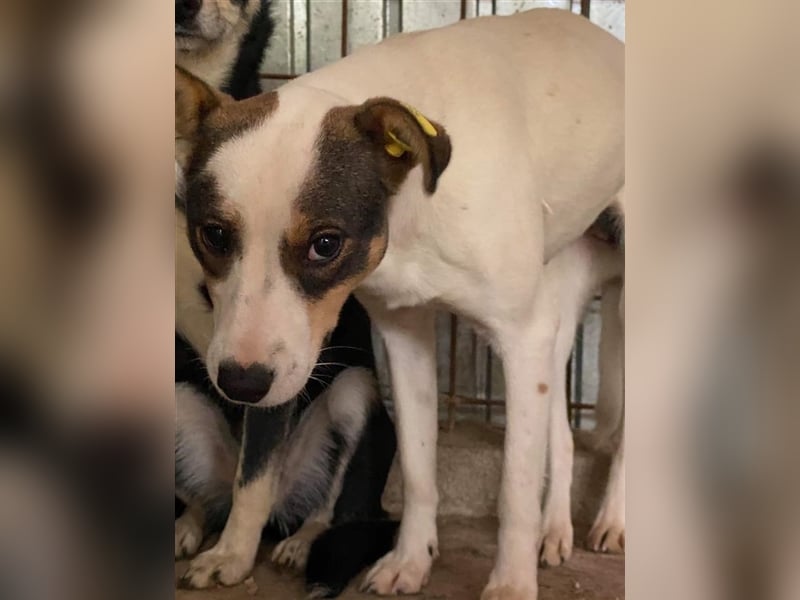 Angsthündin Emma sucht Zuhause 