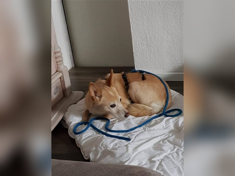 Hündin Funny sucht eine Familie