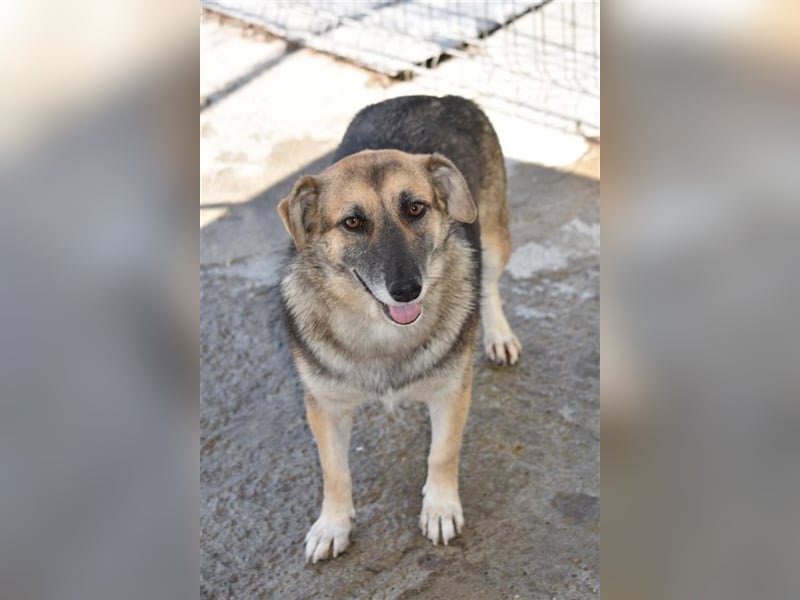 Freundliche Hündin Dee sucht Familie  