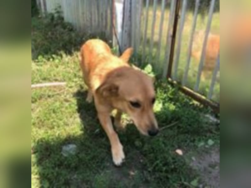 Die noch unsichere Amber sucht ein Zuhause oder eine Pflegestelle!