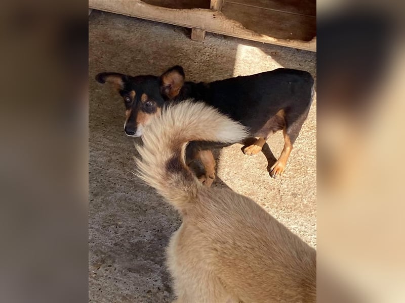 Die ängstliche Peyton sucht ein Zuhause oder eine Pflegestelle!