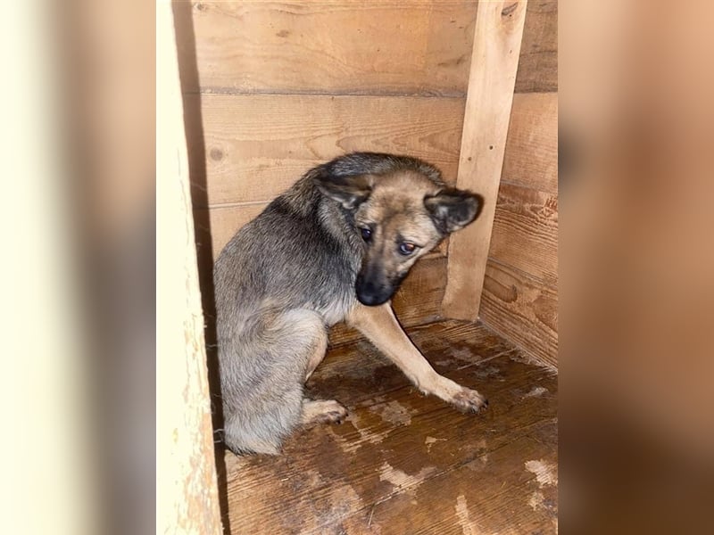 Angsthündin sucht erfahrene Menschen  