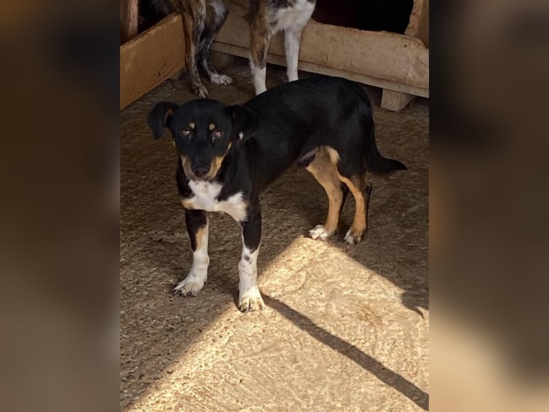 Der ängstliche Skittles sucht ein Zuhause oder eine Pflegestelle!